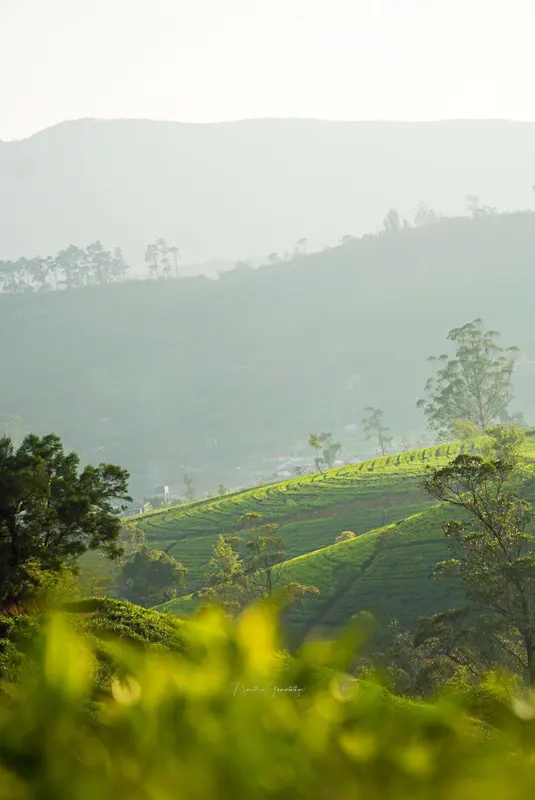 Pedro Tea Estate in morning mist