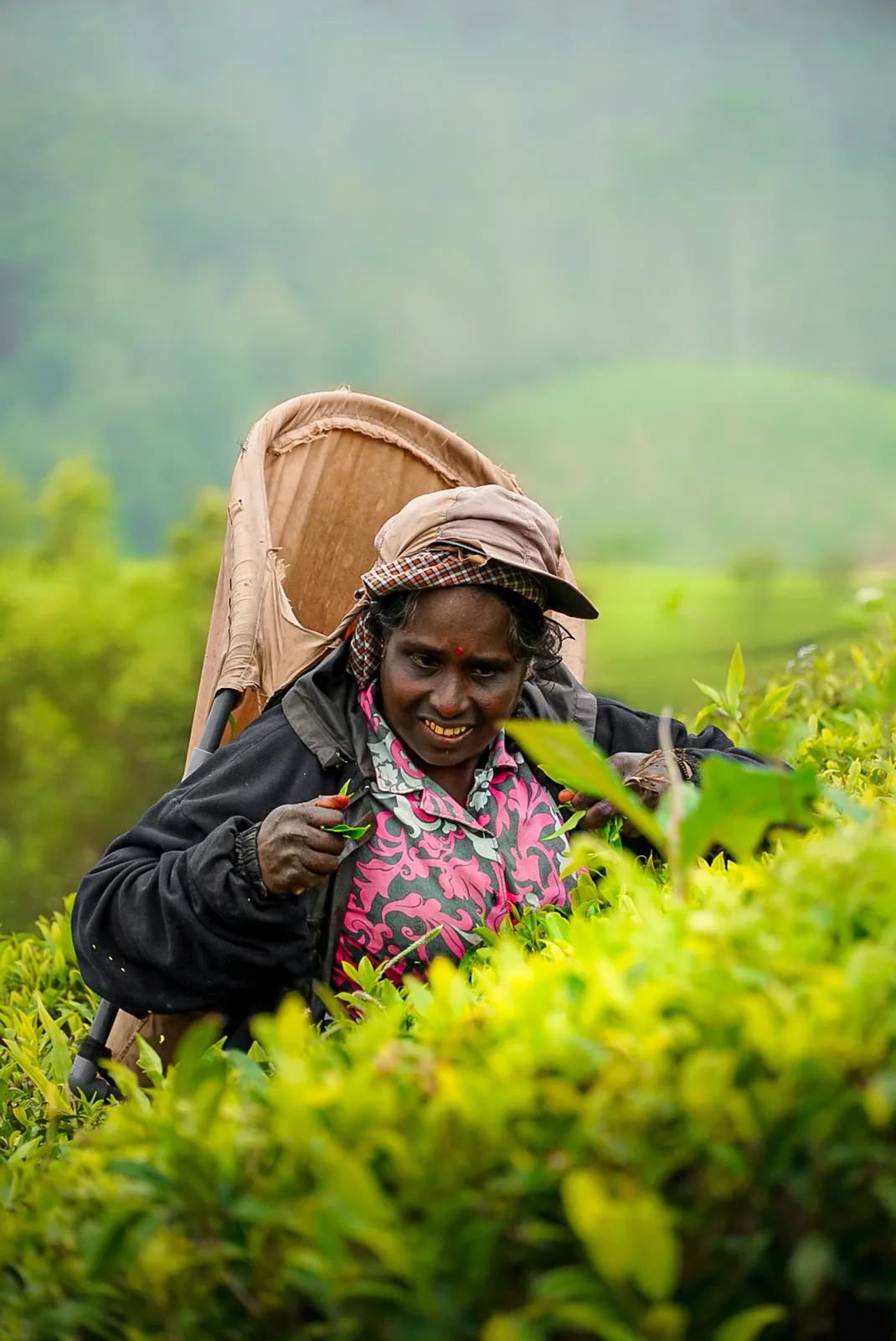 A tea plucker among the bushes on the estate